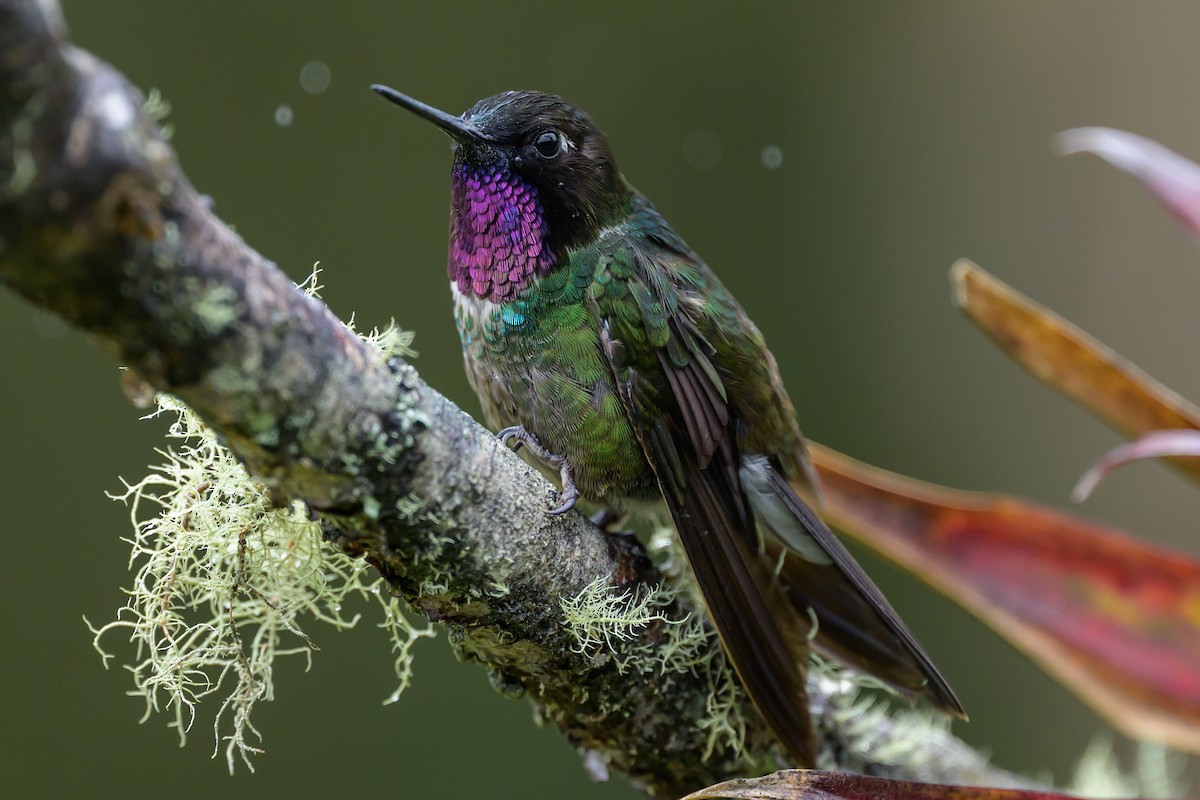 Longuemare's Sunangel - ML646616378