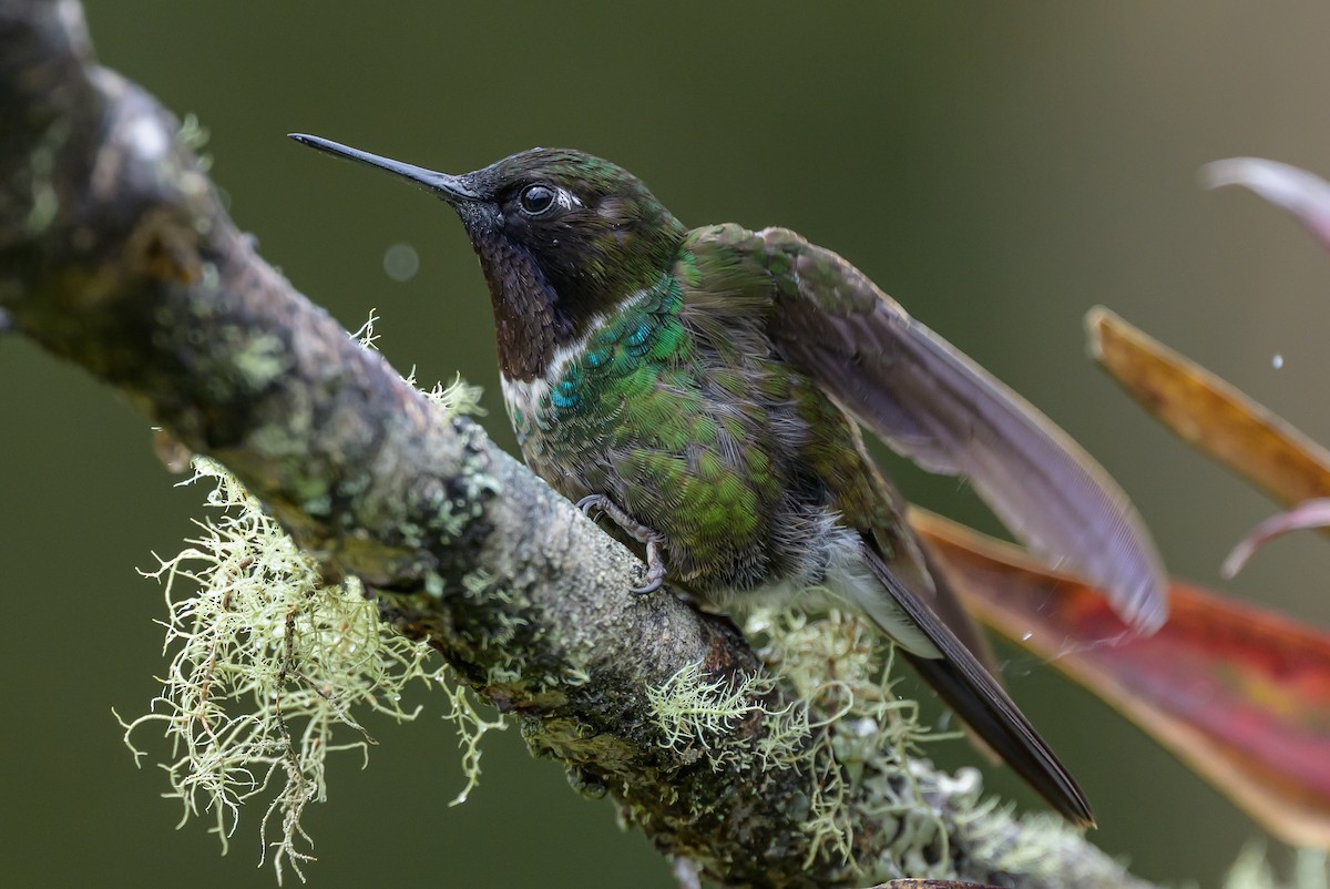 Longuemare's Sunangel - ML646616379