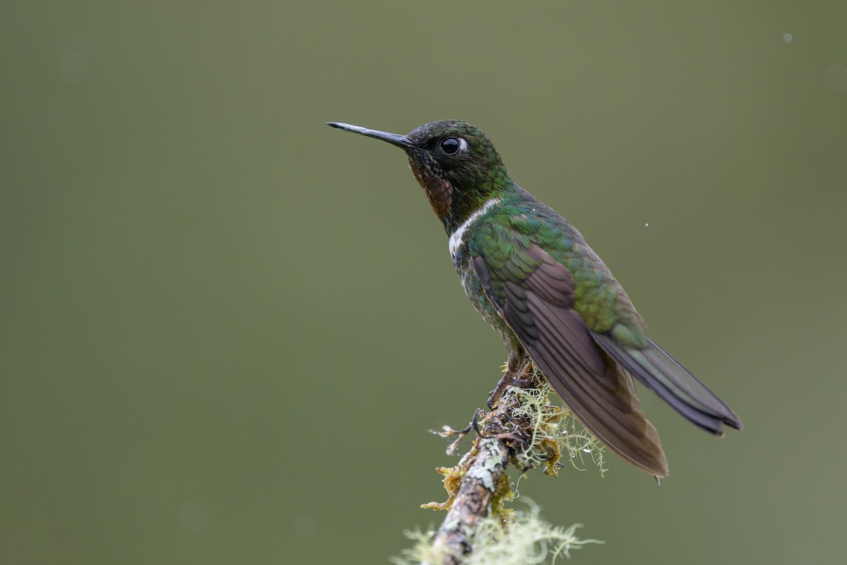 Longuemare's Sunangel - ML646616391