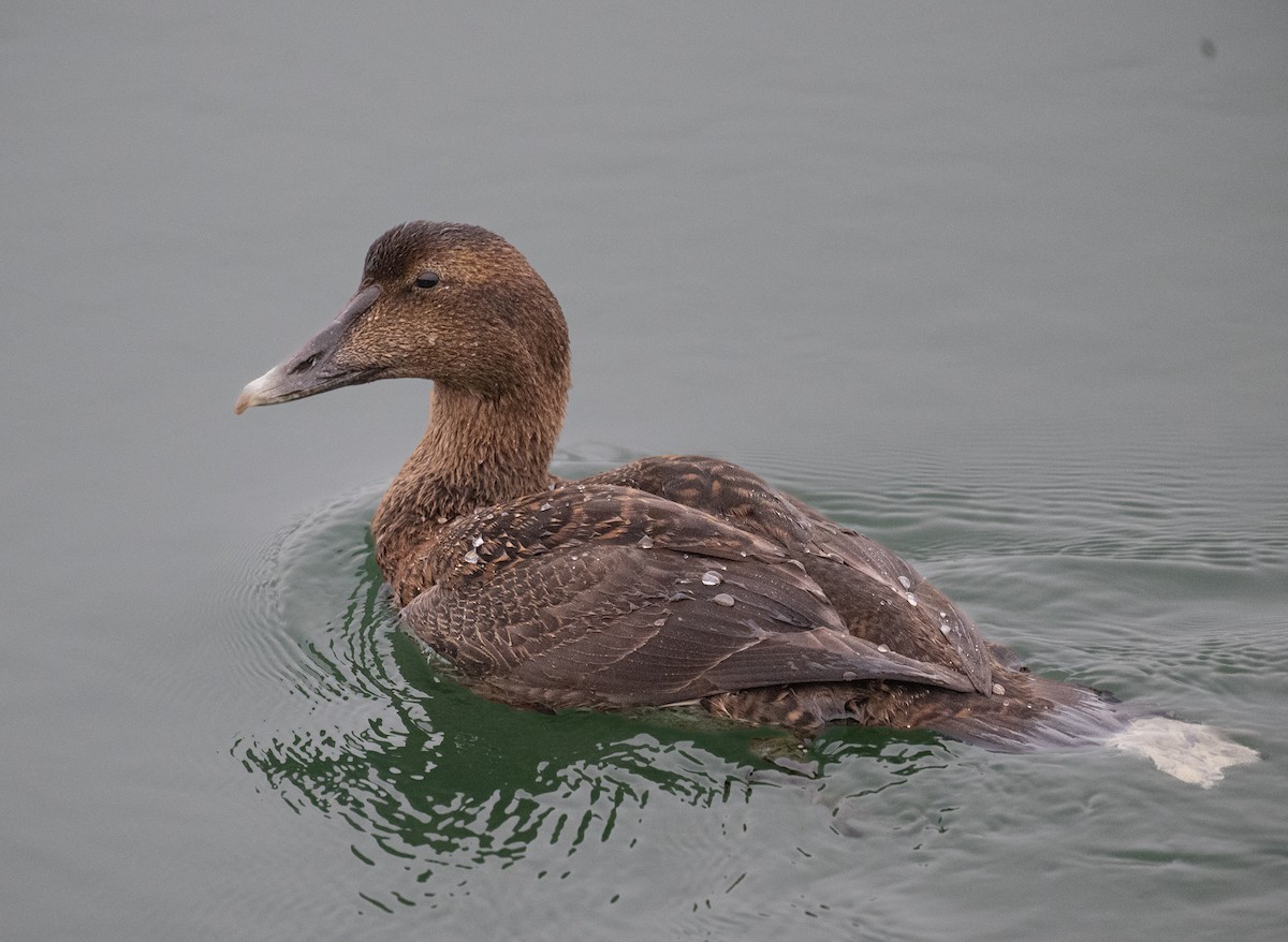 Common Eider - ML646616396