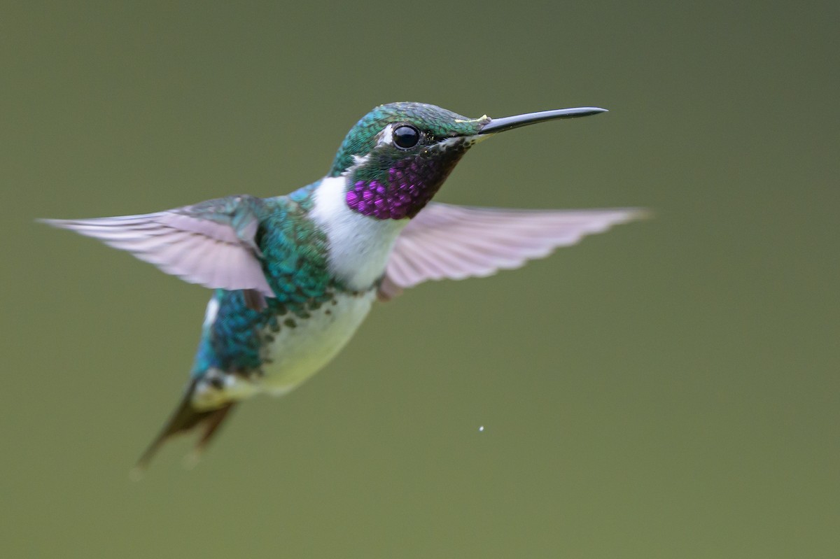 Ak Göbekli Ormanyıldızı - ML646616399