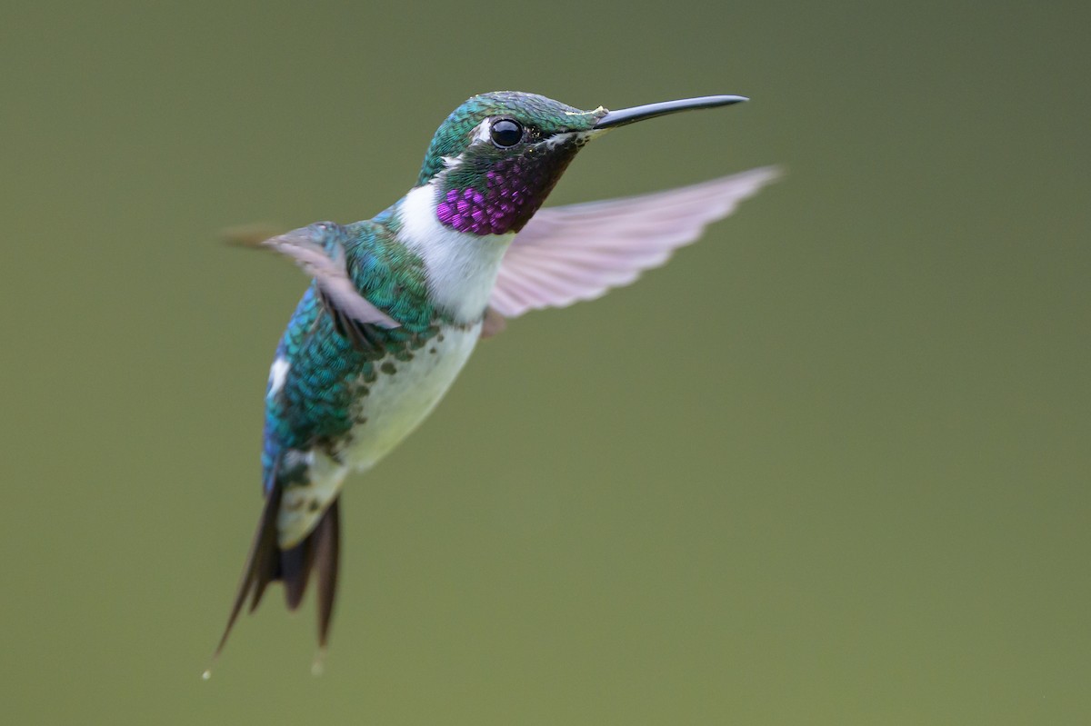 Ak Göbekli Ormanyıldızı - ML646616400