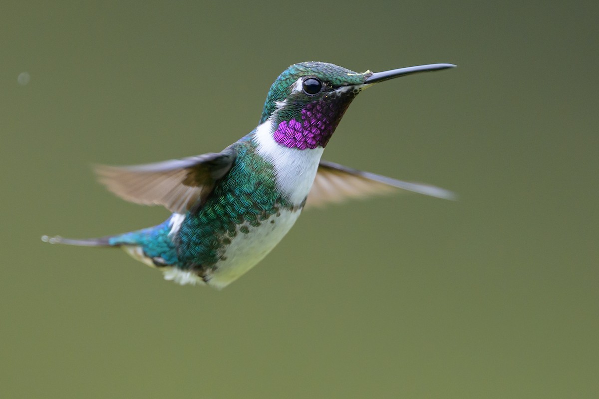 Ak Göbekli Ormanyıldızı - ML646616401