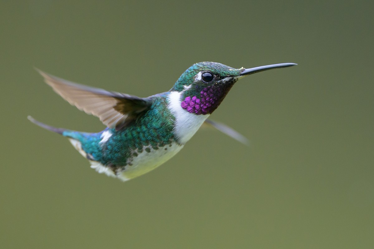 Ak Göbekli Ormanyıldızı - ML646616402