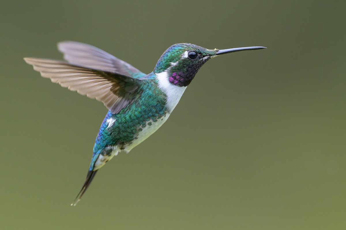 Ak Göbekli Ormanyıldızı - ML646616403