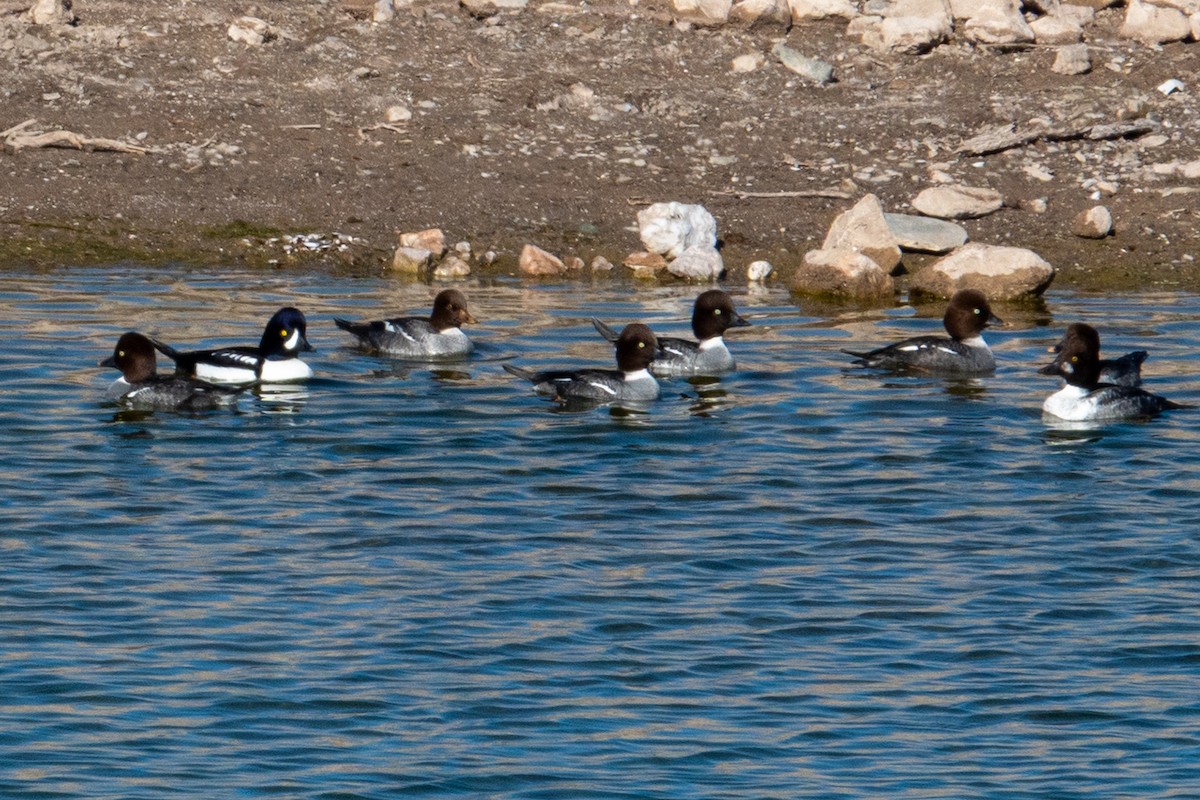 Гоголь - ML646616406