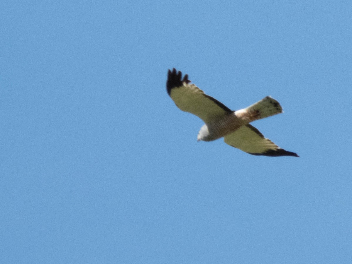 Cinereous Harrier - ML646616407