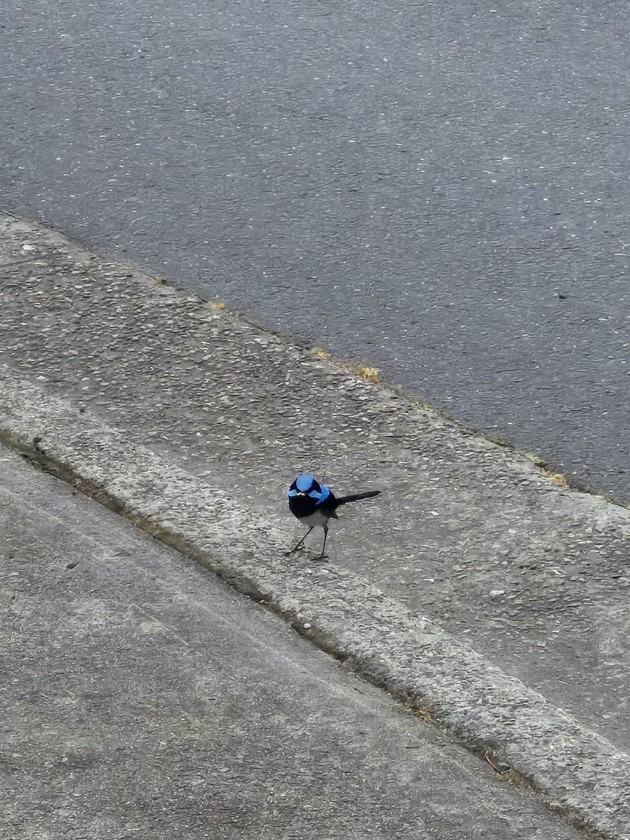 ルリオーストラリアムシクイ - ML646616409