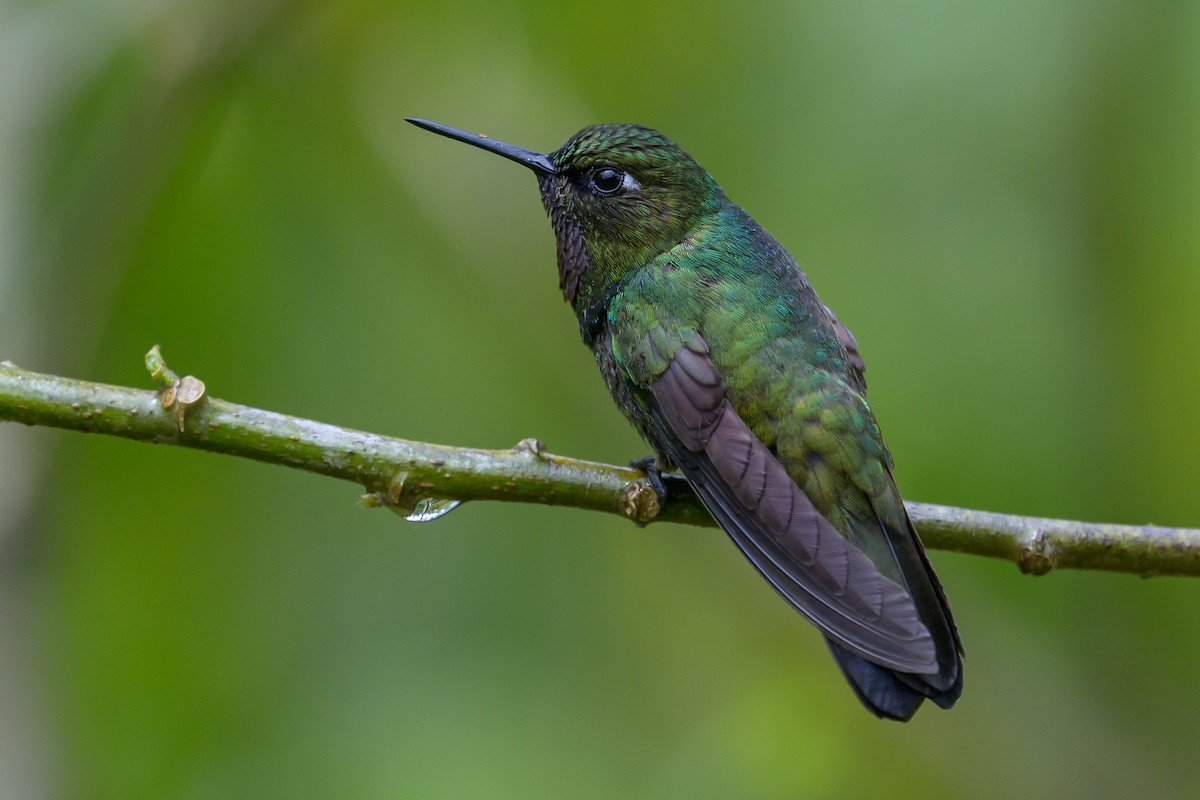 Longuemare's Sunangel - ML646616410