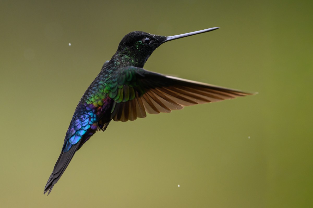 Blue-throated Starfrontlet - ML646616412