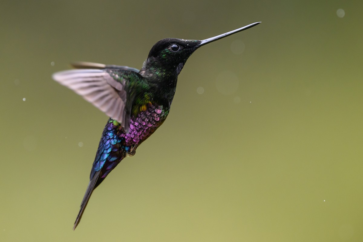 Blue-throated Starfrontlet - ML646616413