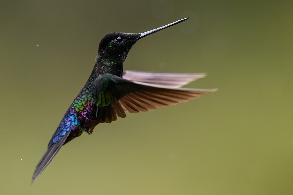 Blue-throated Starfrontlet - ML646616414