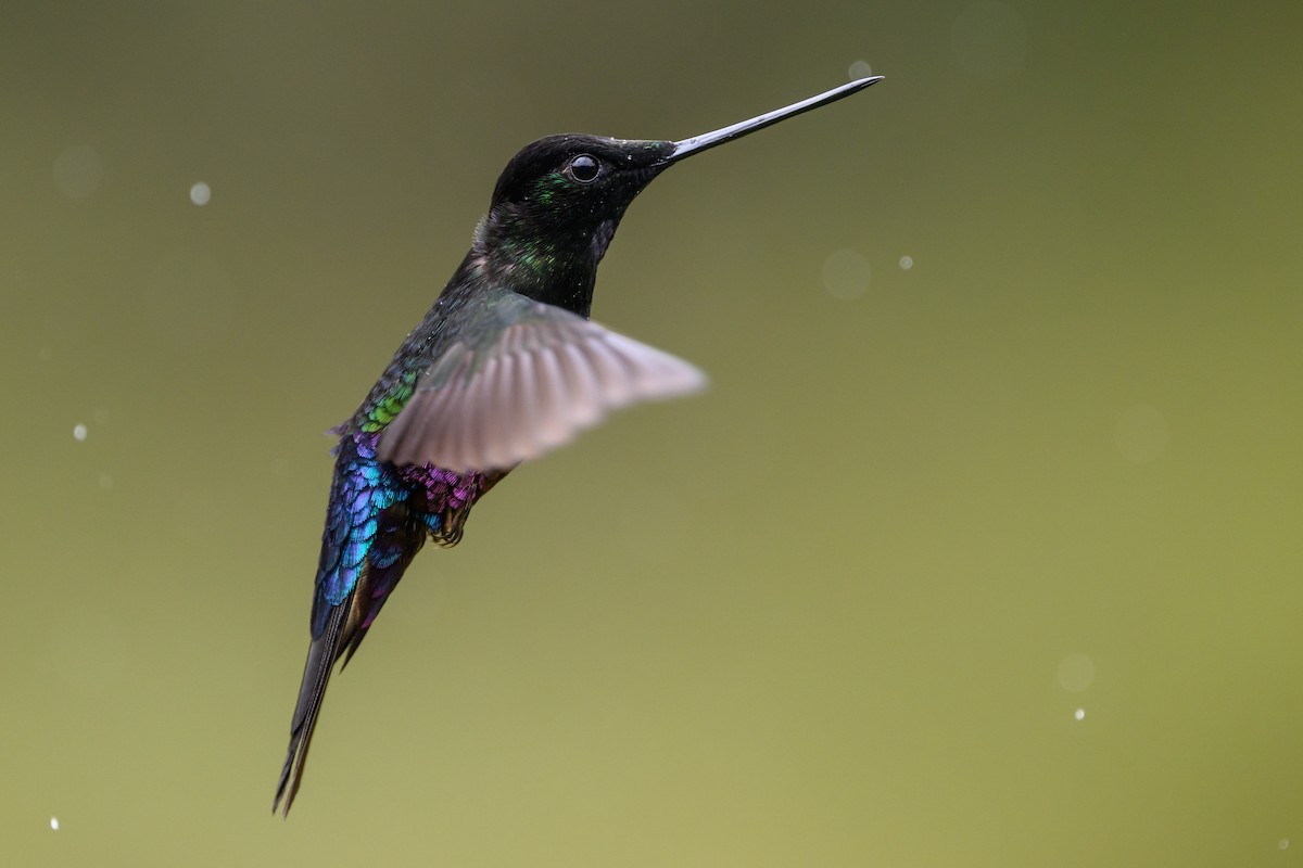 Blue-throated Starfrontlet - ML646616415