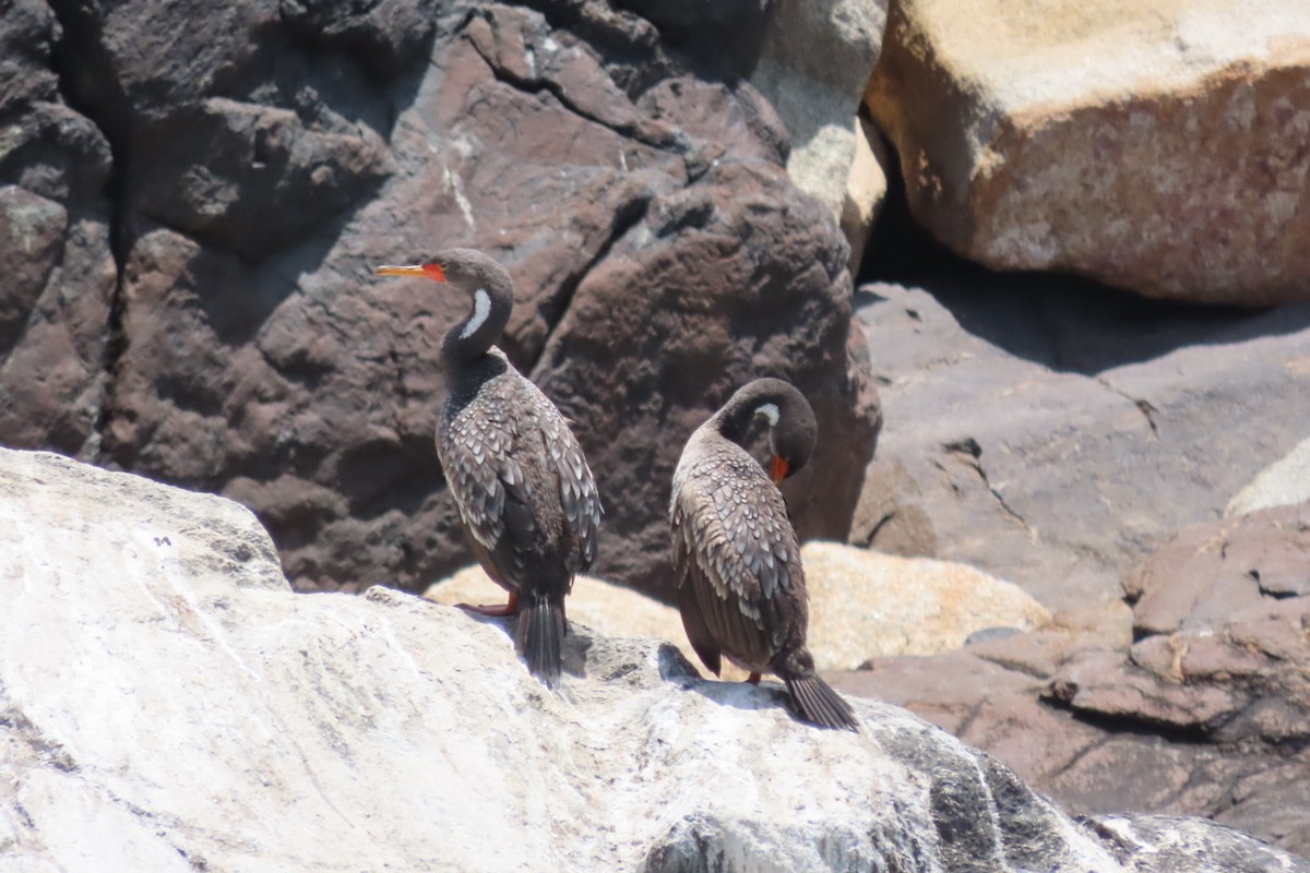 Баклан червононогий - ML646616416