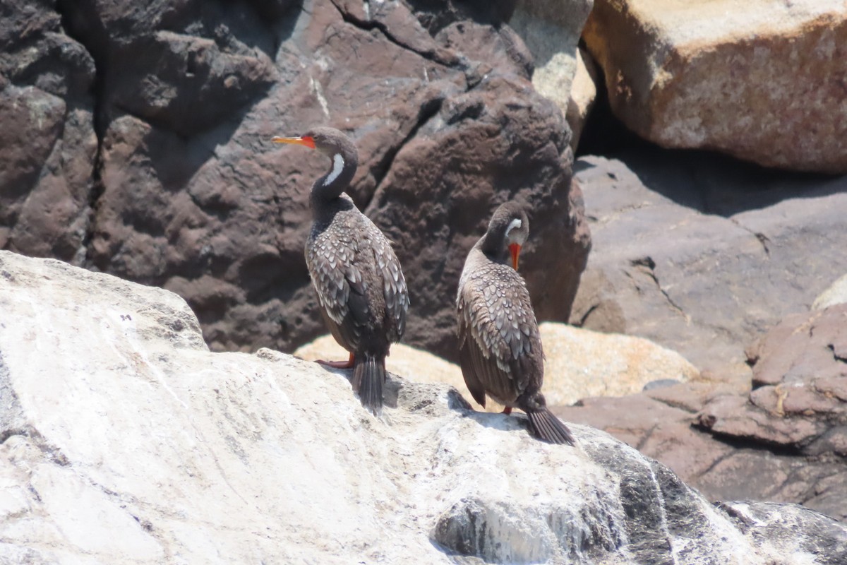 Баклан червононогий - ML646616417