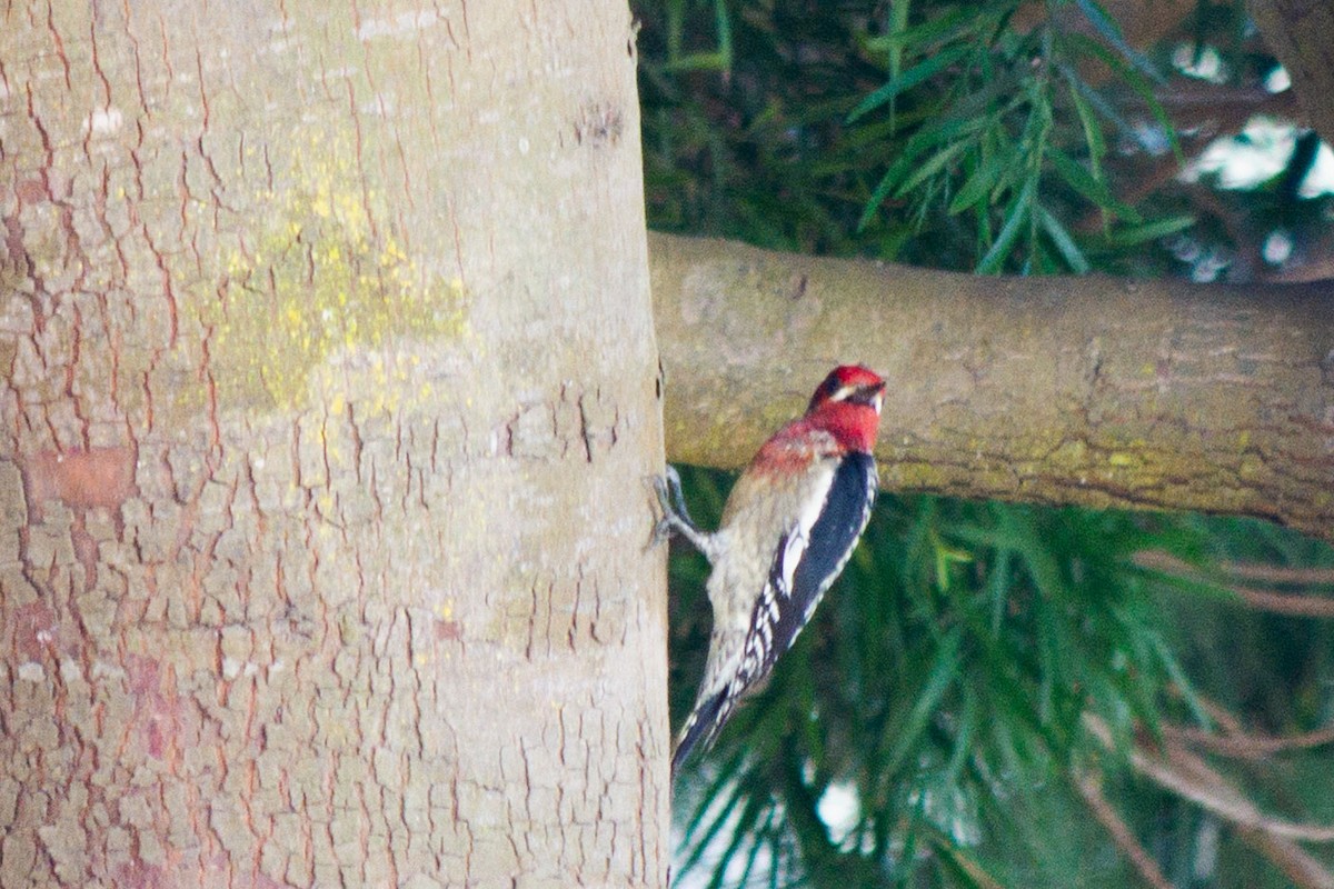 Red-breasted Sapsucker - ML646616418
