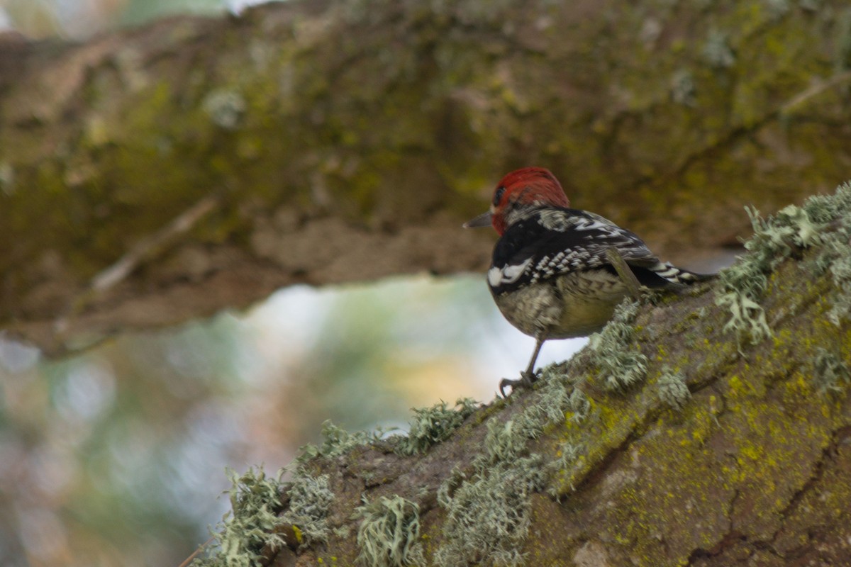 Red-breasted Sapsucker - ML646616419