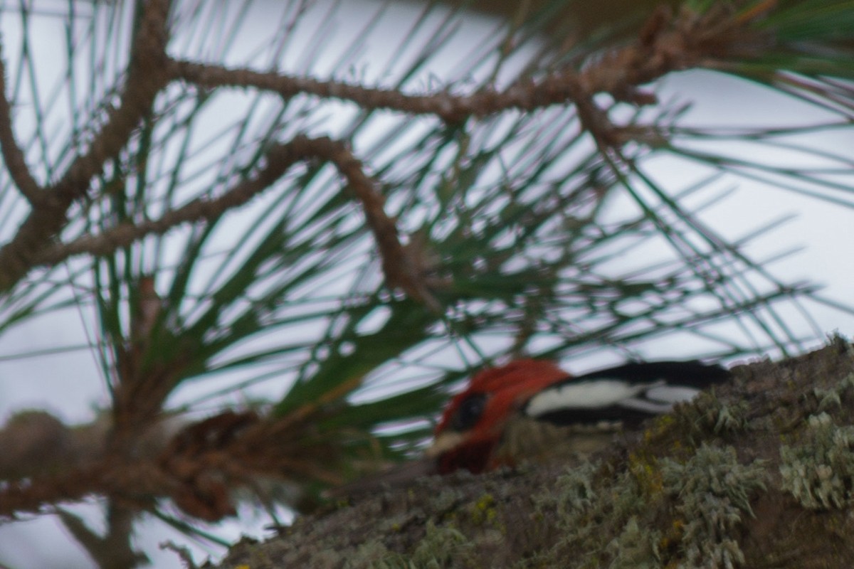 Red-breasted Sapsucker - ML646616420