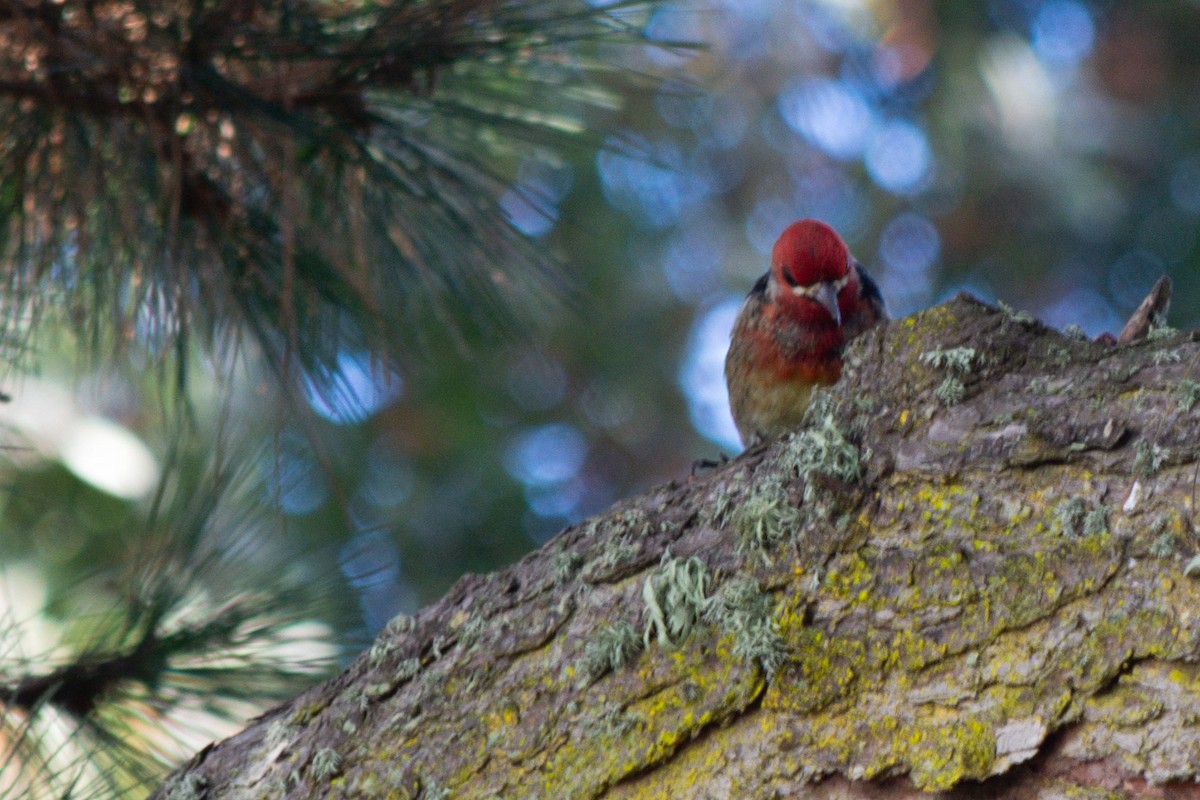 Red-breasted Sapsucker - ML646616421