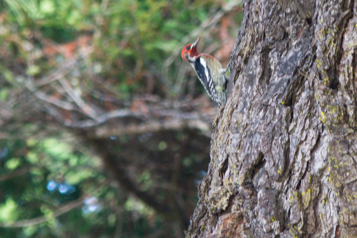 Red-breasted Sapsucker - ML646616422
