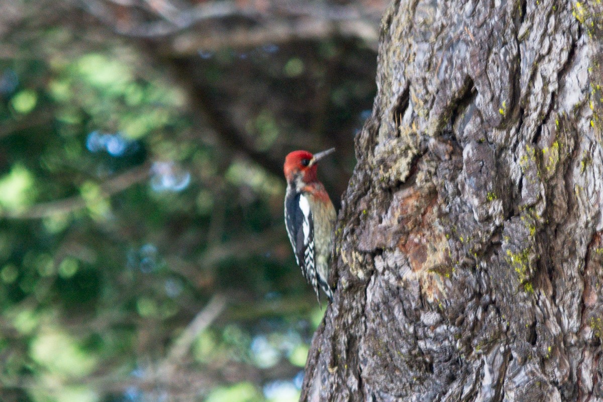 Red-breasted Sapsucker - ML646616423
