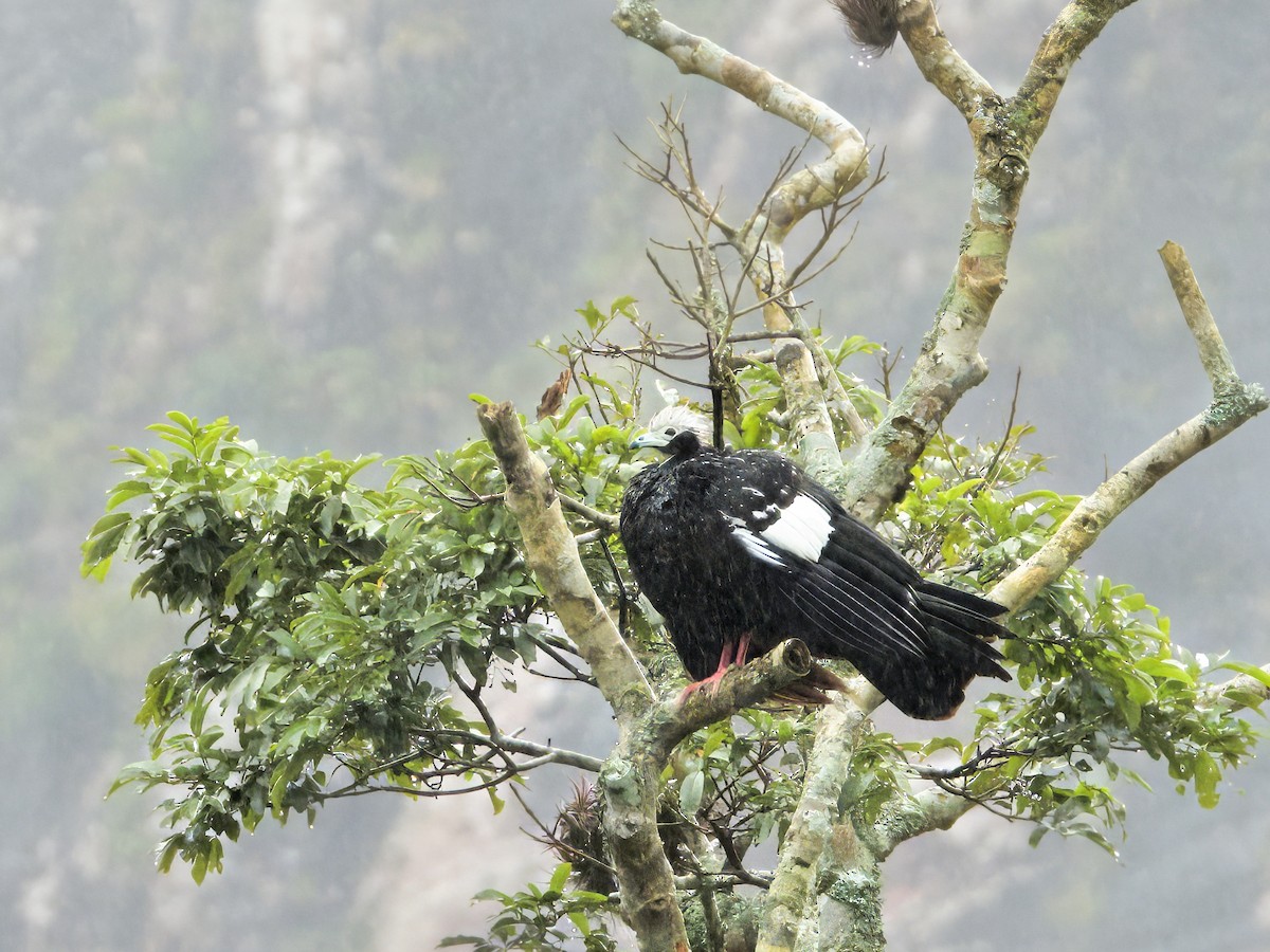 White-throated Piping-Guan - ML646616426