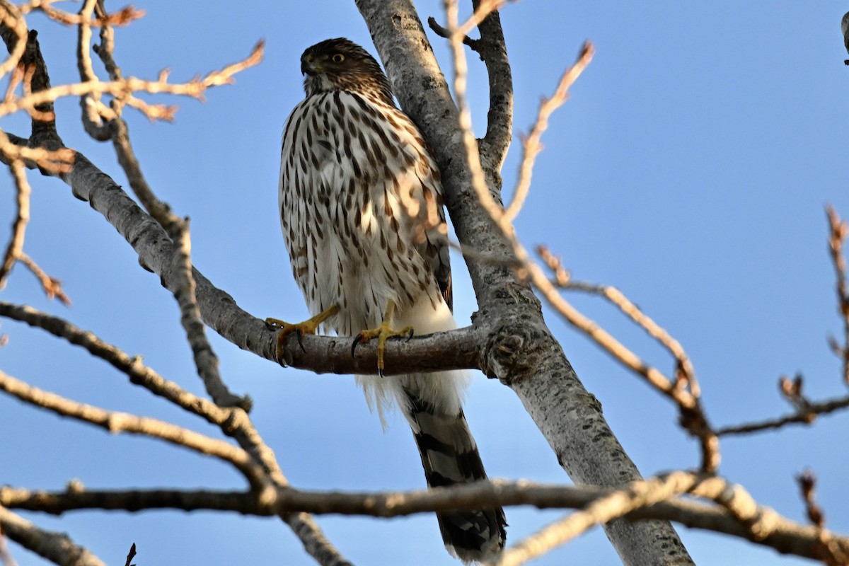 Cooper's Hawk - ML646616427