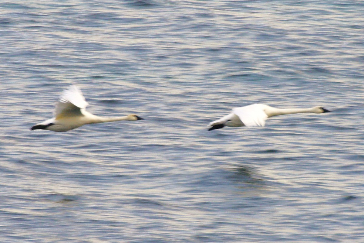 Trompeterschwan - ML646616428