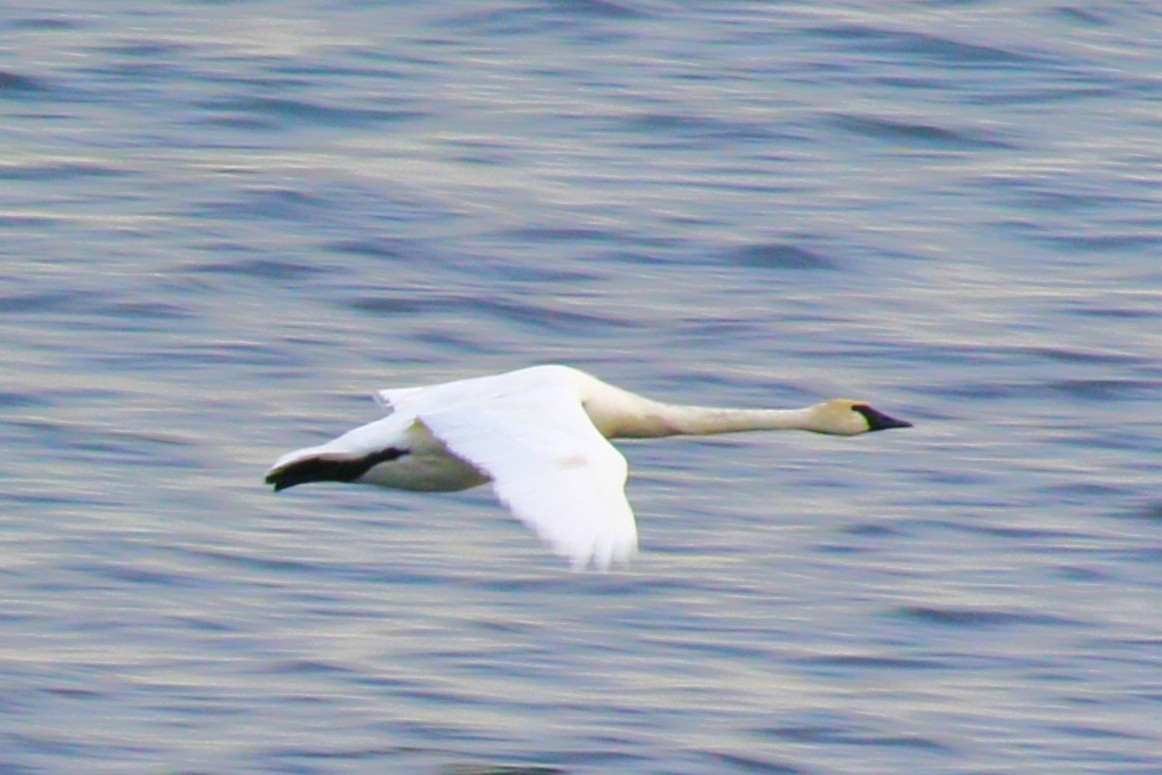 Trompeterschwan - ML646616430