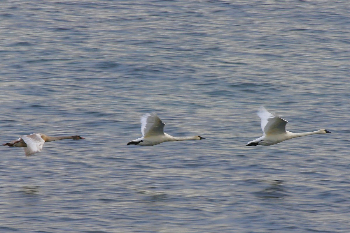 Trompeterschwan - ML646616431