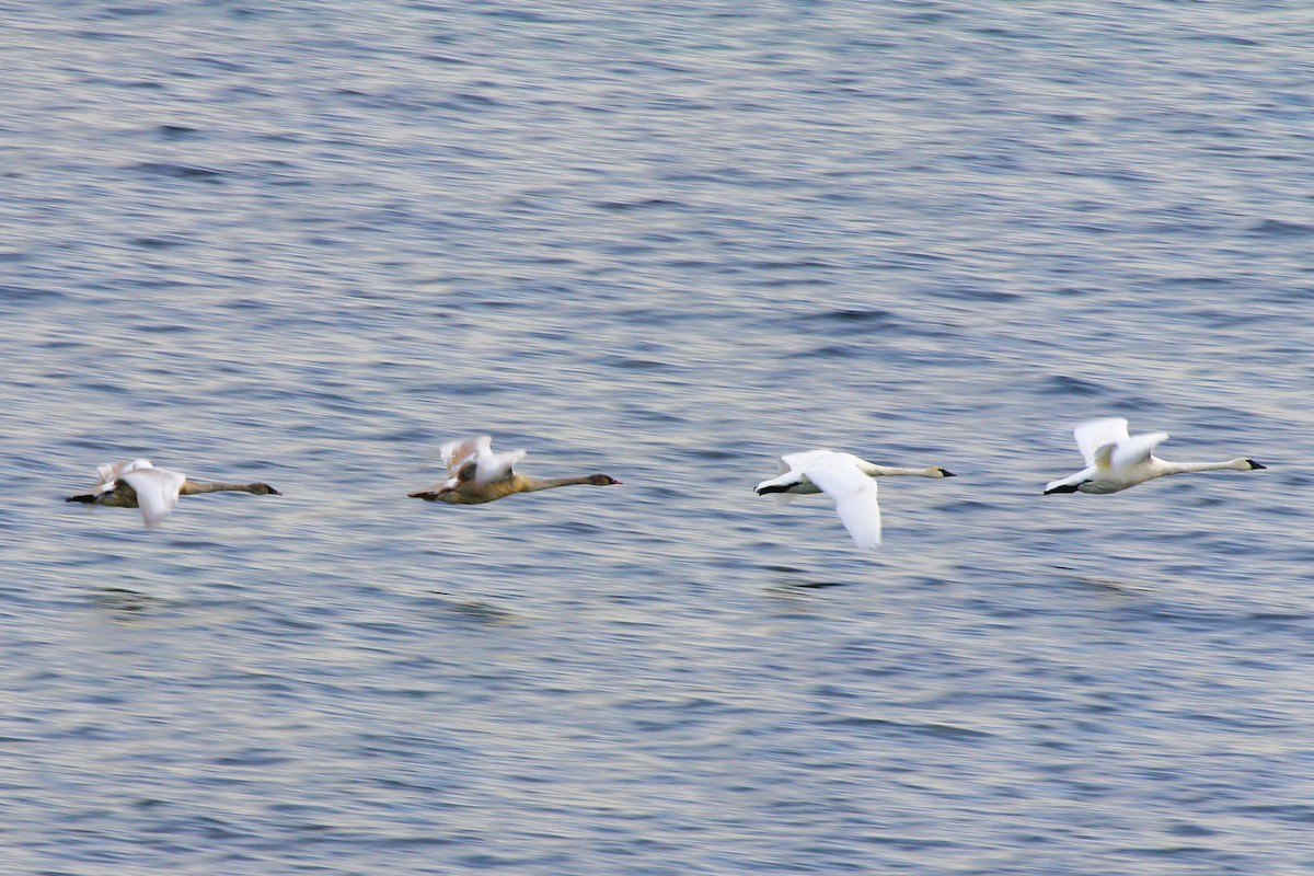 Trompeterschwan - ML646616432