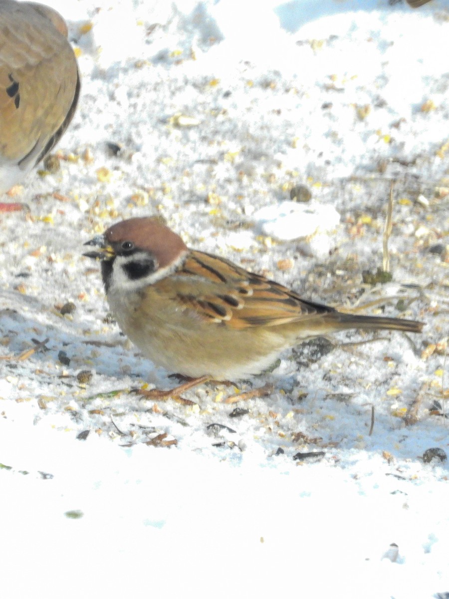 Passera mattugia - ML646616436