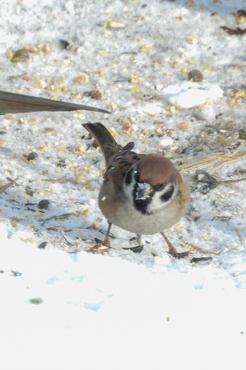 Passera mattugia - ML646616437