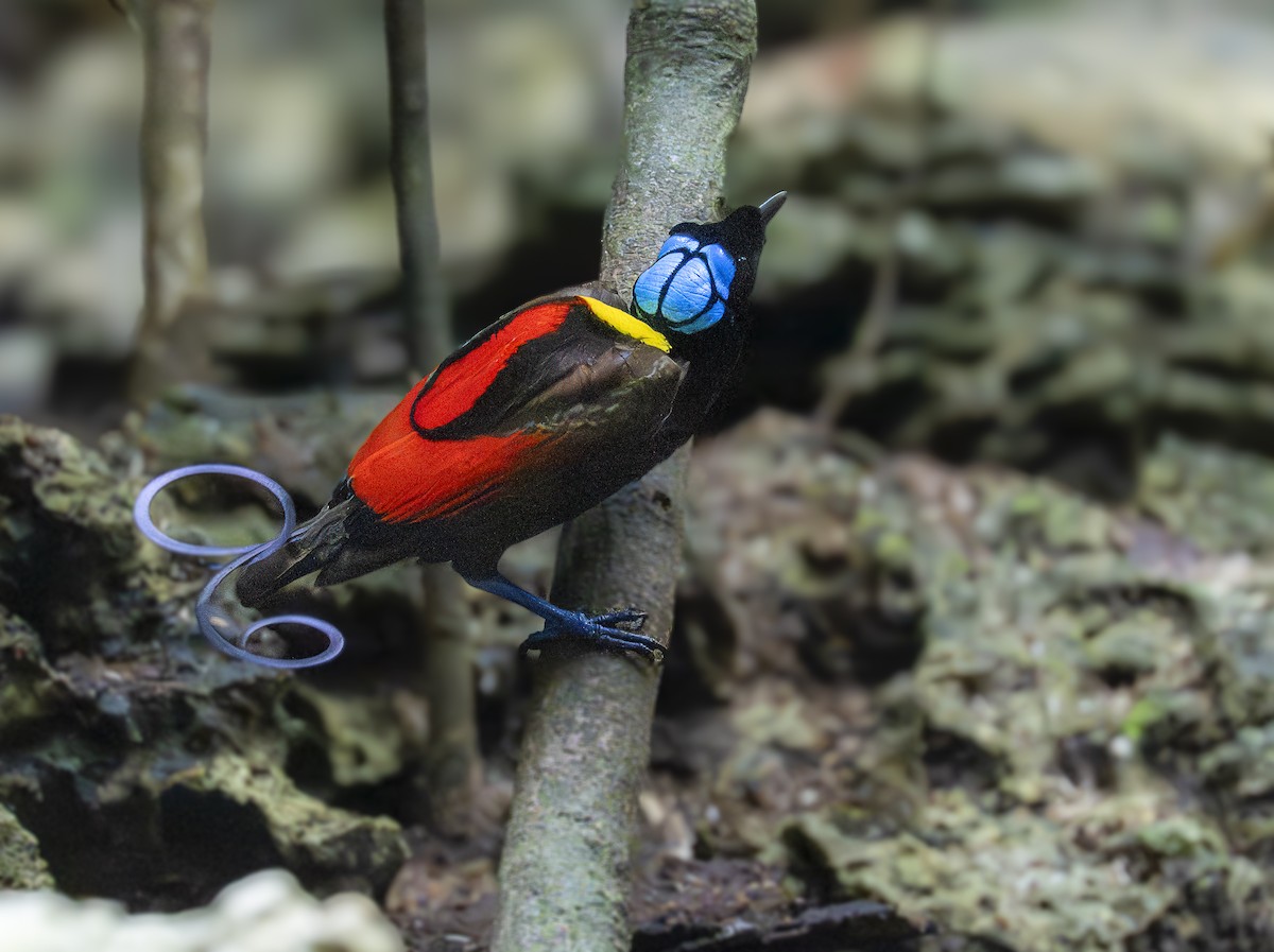 Wilson's Bird-of-Paradise - ML646616439