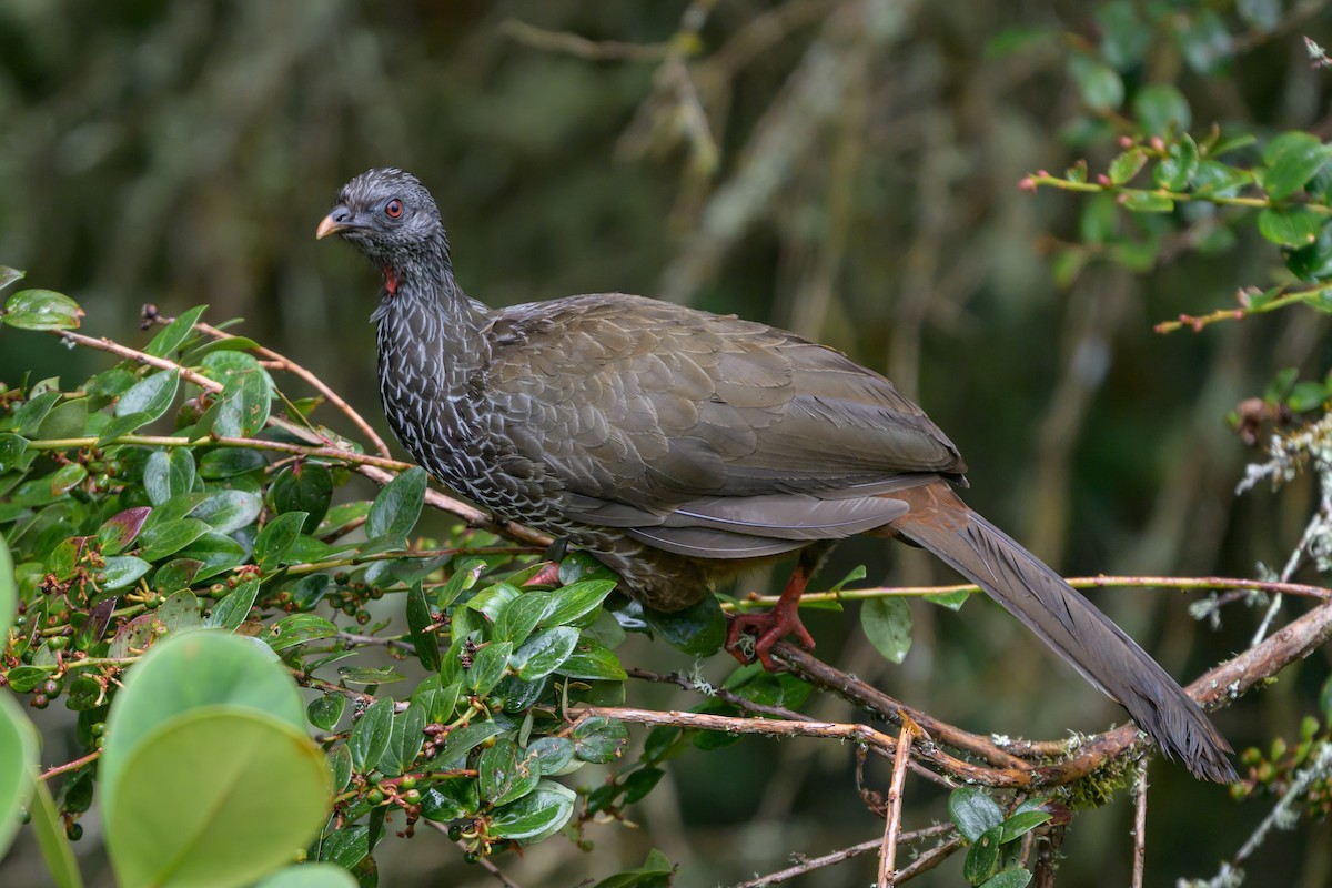 guan andský - ML646616440