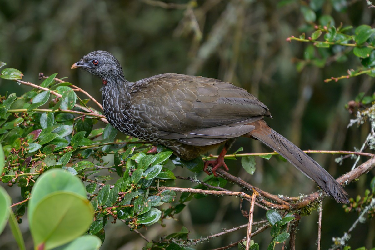 guan andský - ML646616441