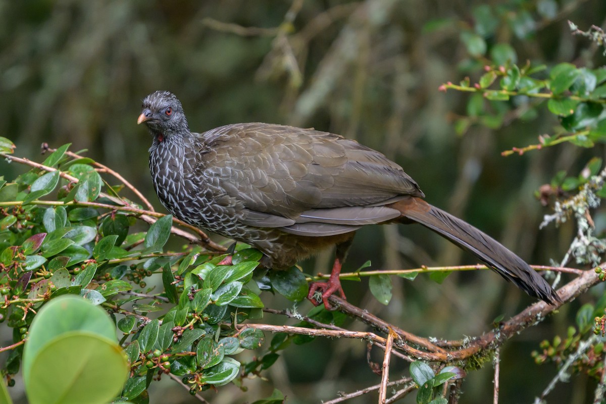 guan andský - ML646616442