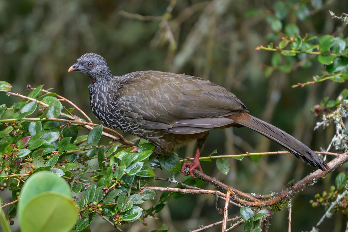 guan andský - ML646616443