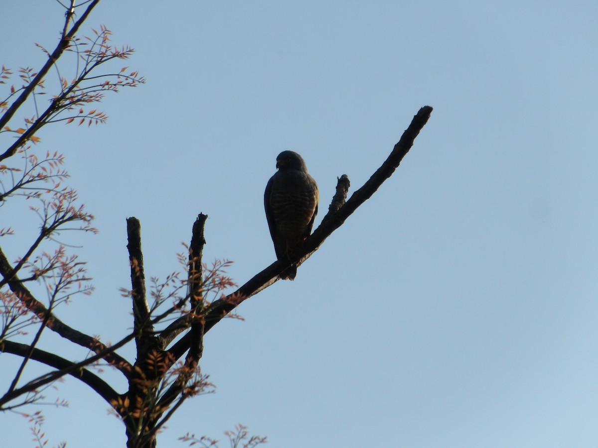 Buse à gros bec - ML646616444