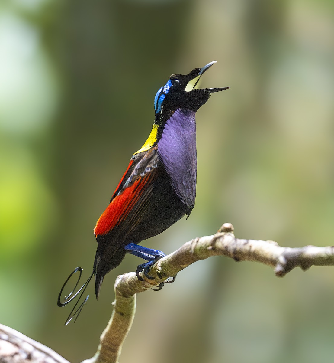 Wilson's Bird-of-Paradise - ML646616445