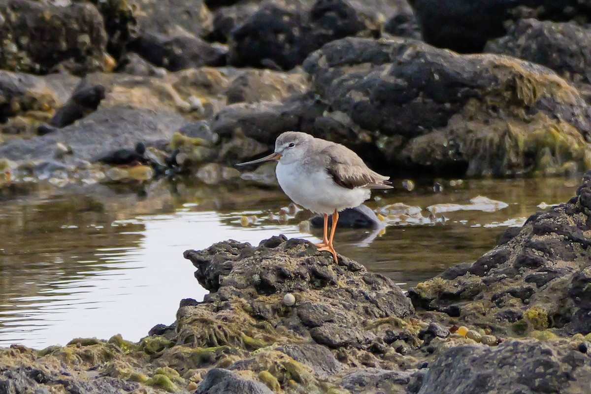 Мородунка - ML646616446