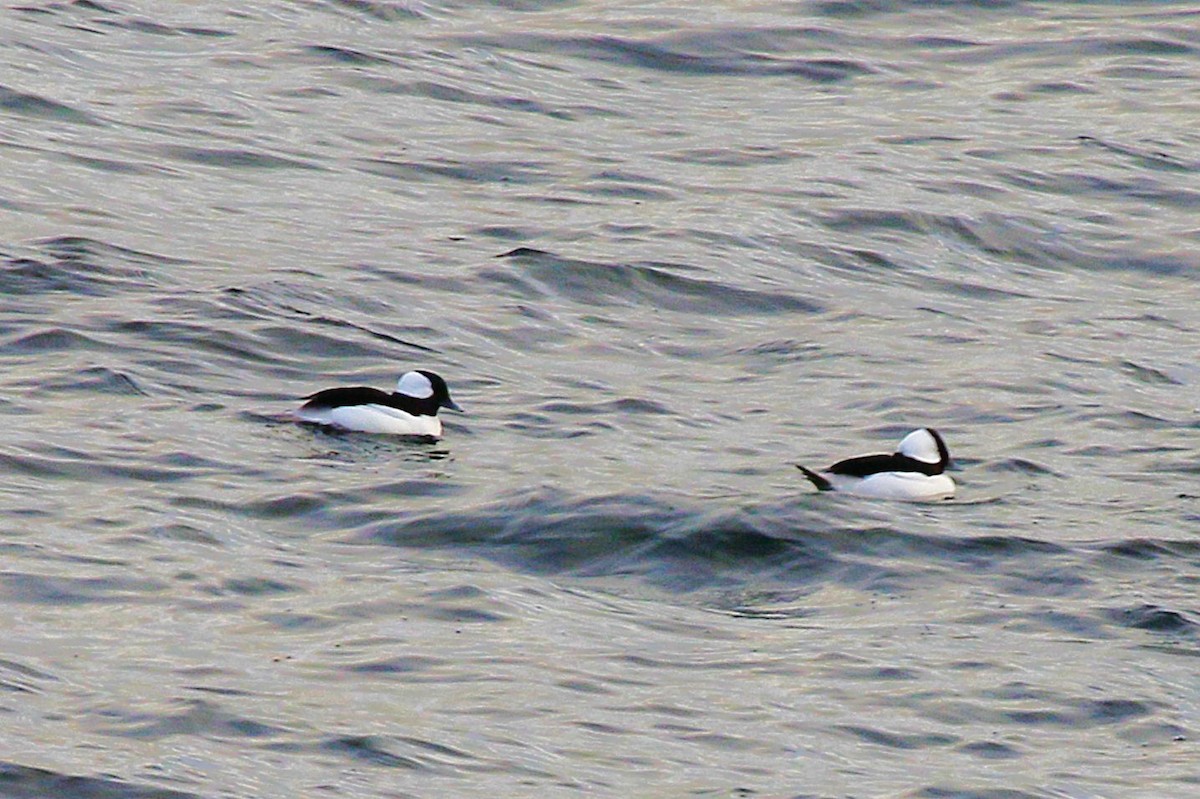 Büffelkopfente - ML646616447