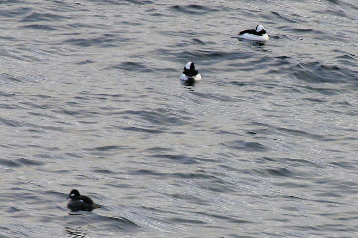 Büffelkopfente - ML646616448