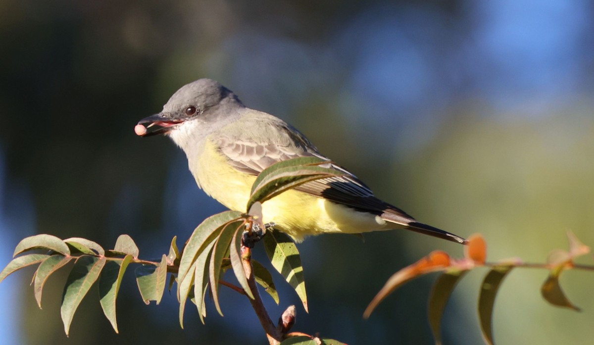 Tirano Gritón - ML646616450