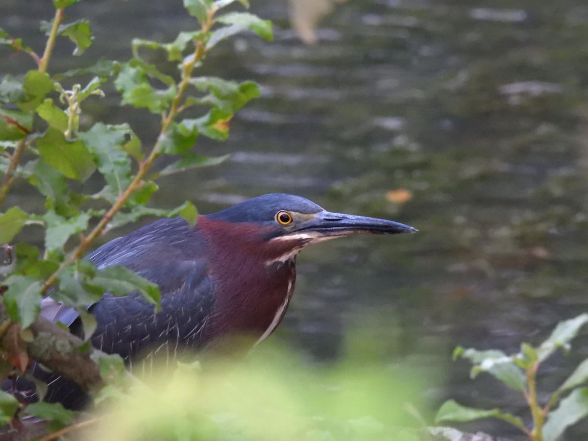 Green Heron - ML646616451