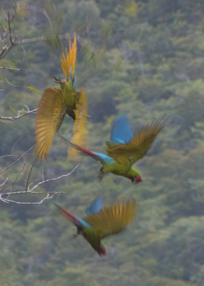 Military Macaw - ML646616452