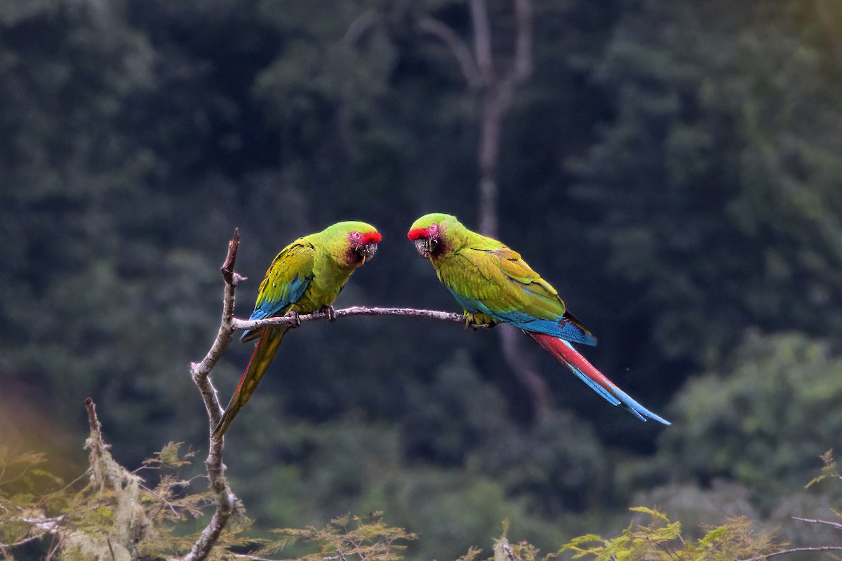 Military Macaw - ML646616453