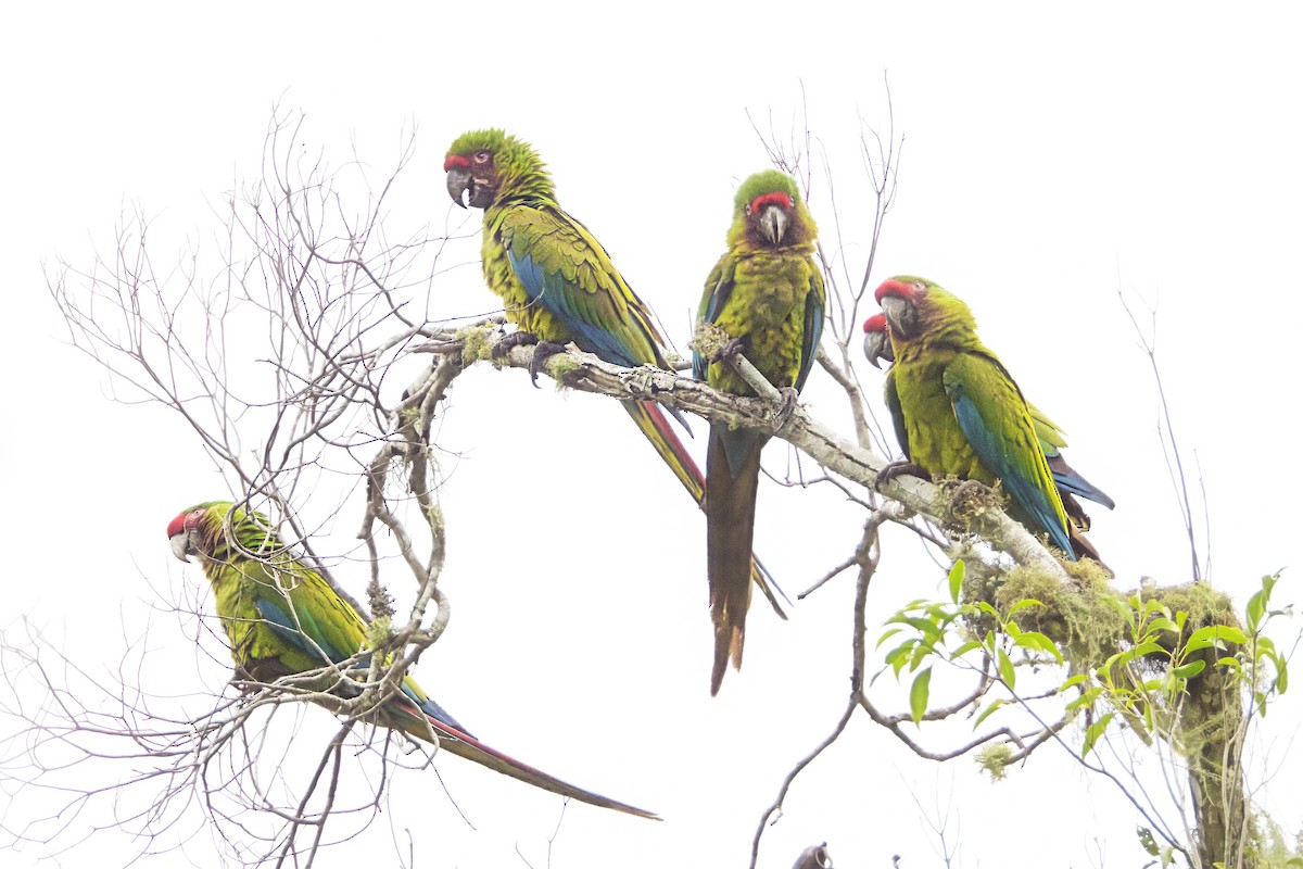 Military Macaw - ML646616454