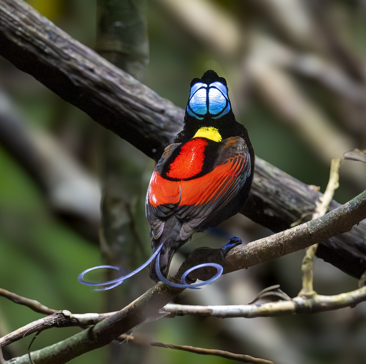 Wilson's Bird-of-Paradise - ML646616455