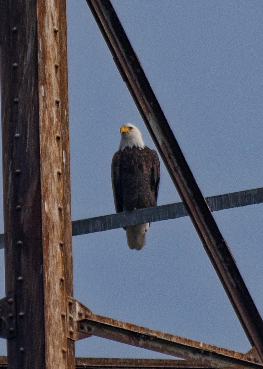 Bald Eagle - ML646616458